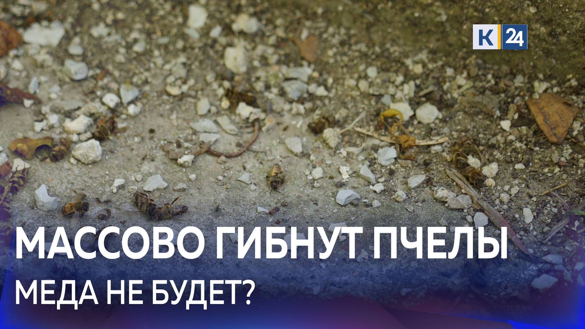 В Новороссийске произошел мор пчел по неизвестным причинам