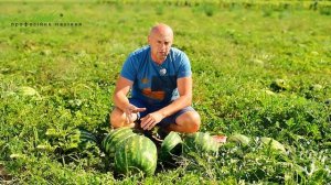 Высокопродуктивный урожайный арбуз Топ Мара F1