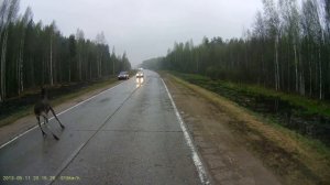 Пьяный лось.