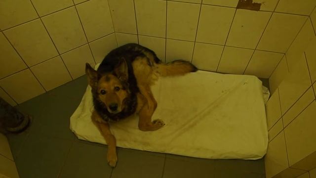 Мы побывали в негосударственном приюте БФ Помощь бездомным собакам смотреть онлайн