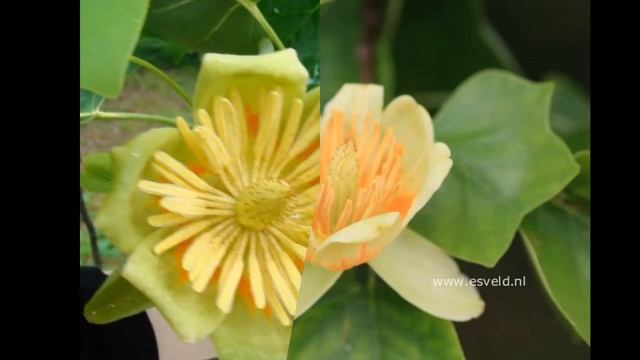 ЛИРИОДЕНДРОН (LIRIODENDRON) сем. Магнолиевые смотреть онлайн
