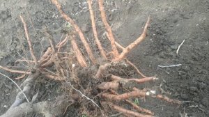 Персик привитый на миндаль, корень.Наглядный пример.