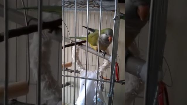 Попугайчик монах-калита (квакер) смотреть онлайн