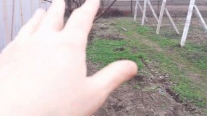 Посадка клубники в горшки в теплице.