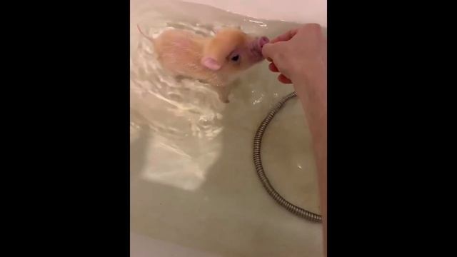 МИНИПИГ: КАК ВЫБРАТЬ, КАКИМ ВЫРАСТЕТ, ПРО УХОД И ЖИЗНЬ В КВАРТИРЕ смотреть онлайн