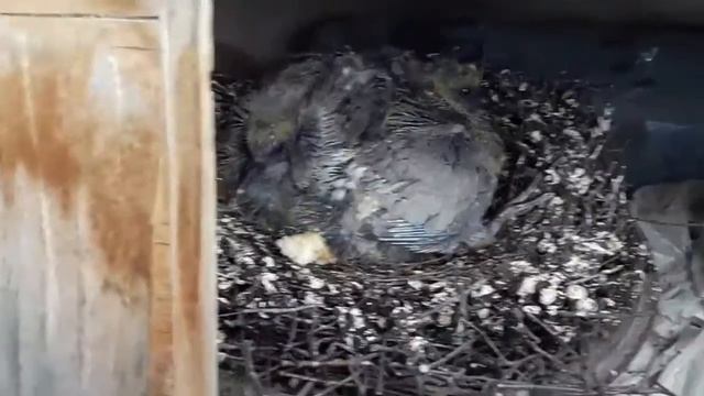 Влог⭐холодильник Атлант,гнездо на балконе и акции от Диливери смотреть онлайн