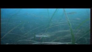 Сахалинская прикормка на корюшку