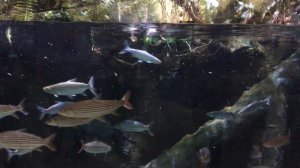 Как едят Гидроцины Голиаф (рыба-монстр) | How Hydricynus Goliath eat (Monster fish)