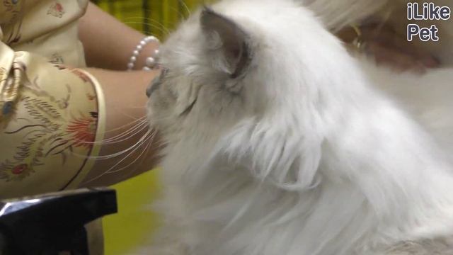 7 необычных фактов о невской маскарадной кошке