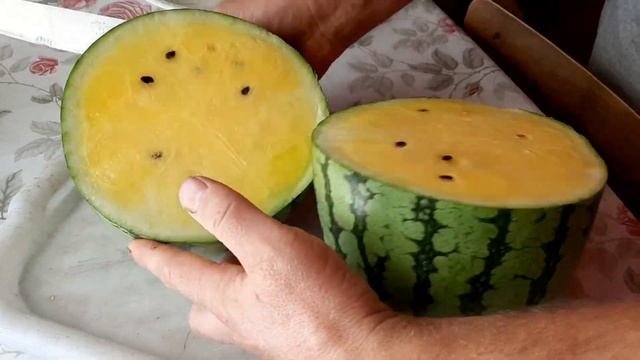 Выращивание арбузов и дынь!!! От высадки рассады до сбора урожая...
