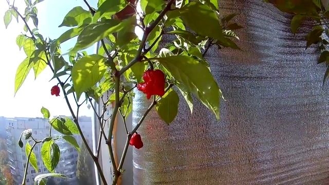 Перец Carolina Reaper. Каролина рипер на подоконнике в цветочном горшке смотреть онлайн