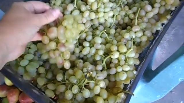 Виноград на Яблочный спас - чем торгуем? смотреть онлайн