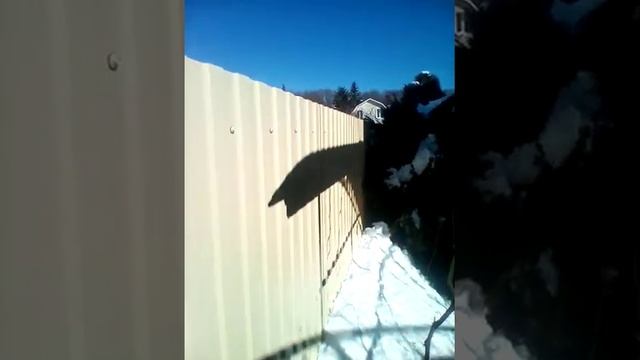 Ворота из профлиста с ковкой смотреть онлайн