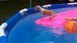 Chihuahuas on the pool