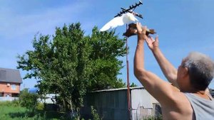 Головастики. Продажа. 8-989-129-80-55 голуби Николая Жеребцова.