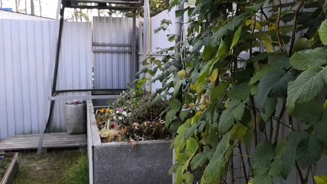 Зелёный чай. Сушим листья малины, смородины, вишни, мяты. смотреть онлайн