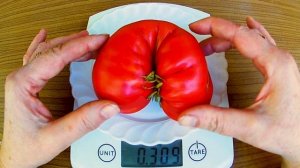 Napa Giant. Томат - Гигант Напа