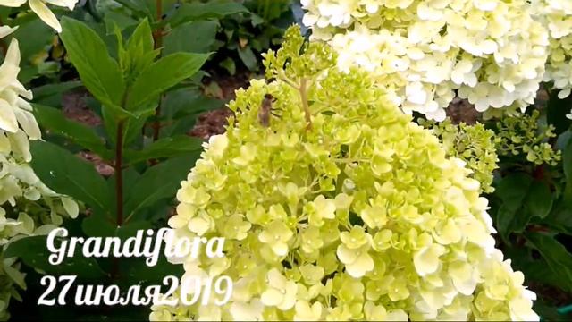 27июля2019 Начало цветения Высокорослой Метельчатой Гортензии Grandiflora ✌️? смотреть онлайн