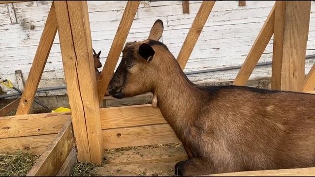 СЕПАРАТОР! СЕПАРИРУЕМ МОЛОКО и проведываем домашний скот