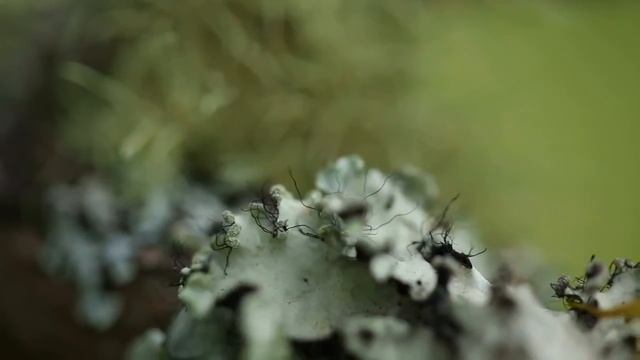 Srilanka Best Places / Horton Plains Sri lanka смотреть онлайн