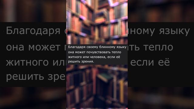 Перлы из Фанфиков #145 Идеальный перл