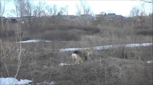 косуле обедать помешали