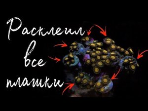 Кораллы на плашках (как клеить) | Морской аквариум