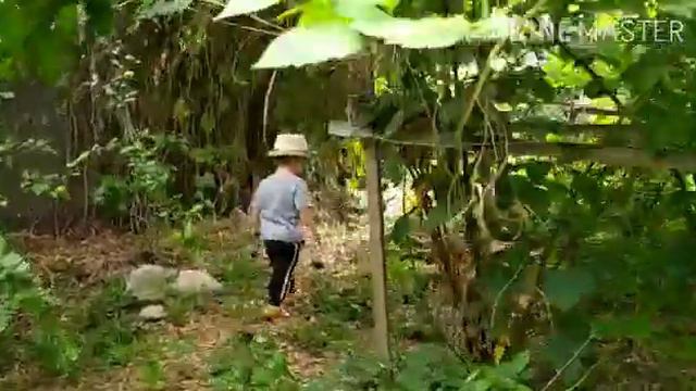 Спелая ежемалина поход в огород. Kid eat blackberry смотреть онлайн