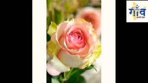 GREEN Rose ‘Dancing Queen’