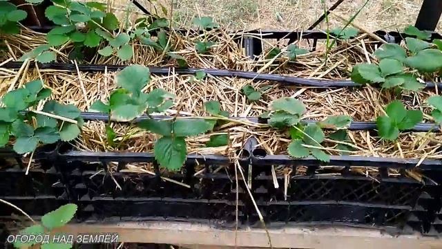 РАЗМНОЖЕНИЕ КЛУБНИКИ-РАЗМНОЖАЮ КЛУБНИКУ ИМЕННО ТАК/Теплица для клубники.