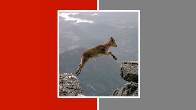 What Is It Doing? | Present Progressive Tense | Guessing Game | Premade ESL Game смотреть онлайн