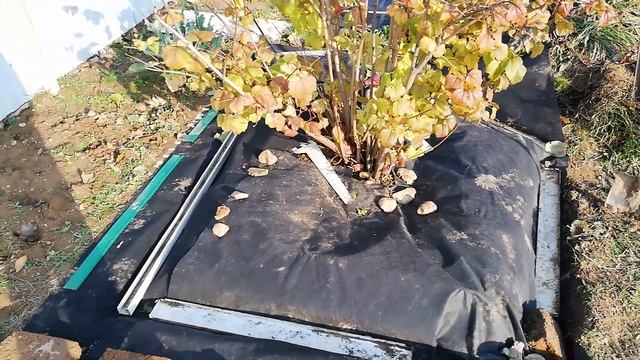 Калина под укрывным материалом смотреть онлайн