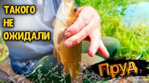 РЫБАЛКА В ЛЕСНОМ ПРУДУ НА 3 ДЕНЬ МЕНЯ УДИВИЛ ТАКОГО НЕ ОЖИДАЛИ!