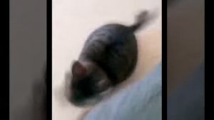 Где мячик? Какой мячик?