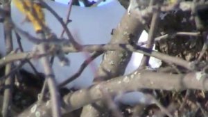 Как живут синицы зимой?