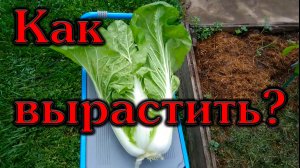 Как легко и просто вырастить пекинскую капусту