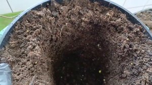 Как пересадить гортензию, если хотим ее черенковать.