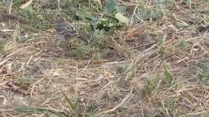 трясогузка почти ручная у палатки ест миндаль