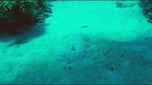 Змеи Красного моря