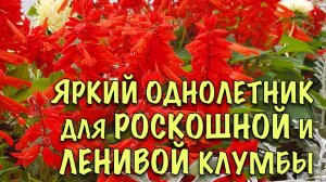 РАСТЁТ БЕЗ УХОДА, ЦВЕТЁТ ВСЁ ЛЕТО ДО ЗАМОРОЗКОВ! Как вырастить САЛЬВИЮ из СЕМЯН
