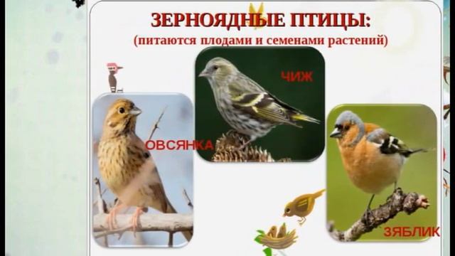 Как знакомить детей с зимующими птицами. смотреть онлайн