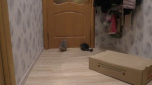 ШИНШИЛЛЫ НА ПРОГУЛКЕ/ НАСТЫРНАЯ ШИНШИЛЛА