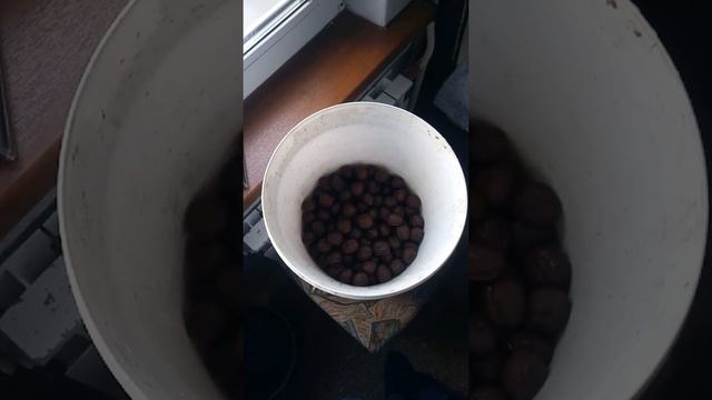 Как прорастить грецкий орех в домашних условиях смотреть онлайн