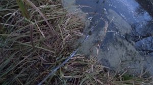 Поставушки на щуку.  Ловля щуки на літні жерлиці. Ставлю летние жерлицы - поставушки на щуку. 2020р