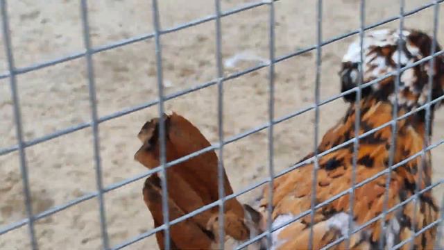 Птичий двор в парке  "Лога" в Ростовской области в городе Каменск-Шахтинский.