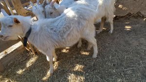 Даём Козам ВИТАМИНЫ КАПУСТА и Кусочки Хлеба.