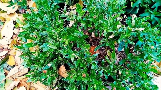 КОПЕЕЧНОЕ СРЕДСТВО ОТ НОВЕЙШЕГО ВИРУСЯГИ 28.11.2020 г. смотреть онлайн