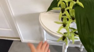 Coelogyne pandurata цветение и немного об уходе