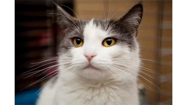 3000 кошек нашли дом! (приют "Муркоша") смотреть онлайн