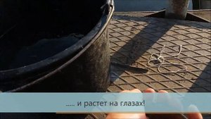 Облов пруда с мальком сома обыкновенного и его кормление рыбным фаршем в садках